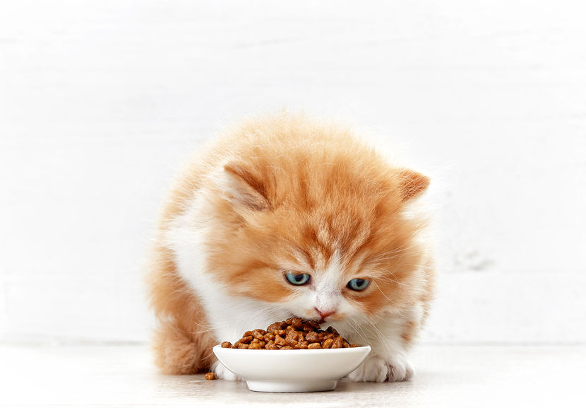 cat stopped eating dry food but eats wet food