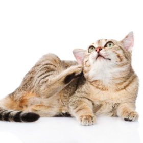 Flea Treatment Can Cause Serious Side Effects