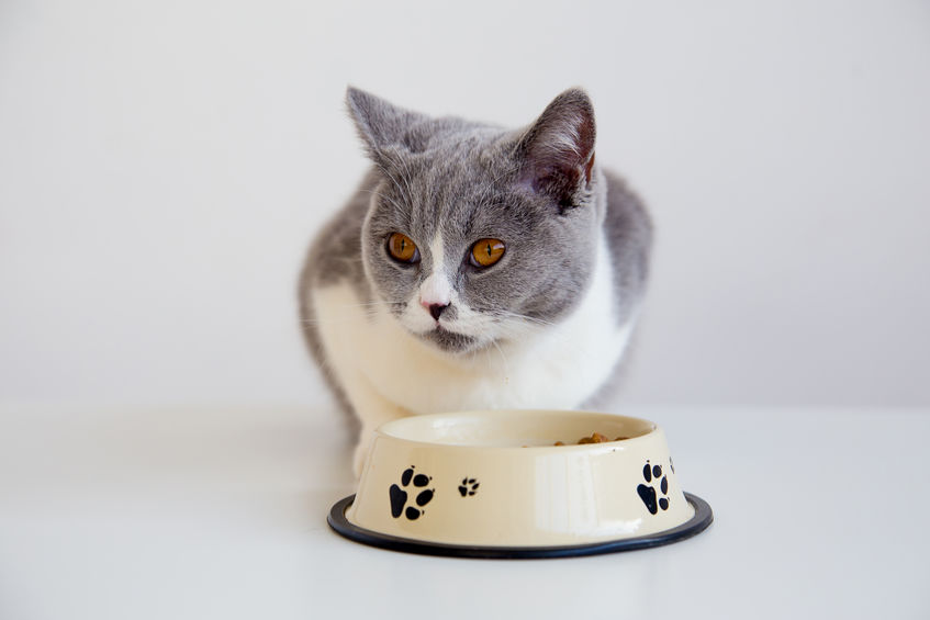 Does Your Cat Cat Eat Too Fast?