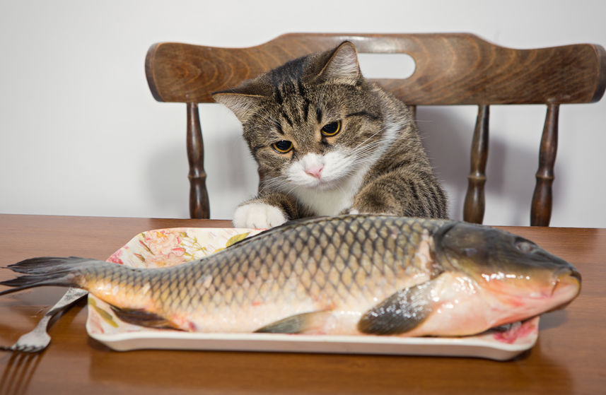 Should Cats Eat Fish?