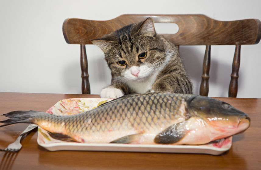 Image result for cats eat fish