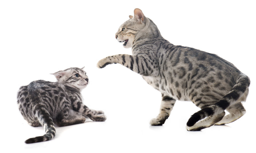 How To Tell The Difference Between Cats Fighting Vs. Playing