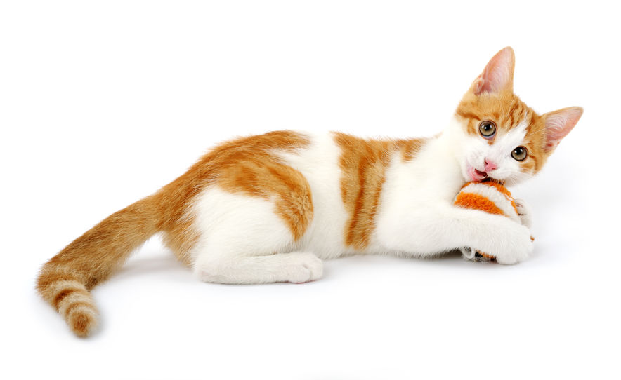 Why You Should Wash Your Cat's Toys