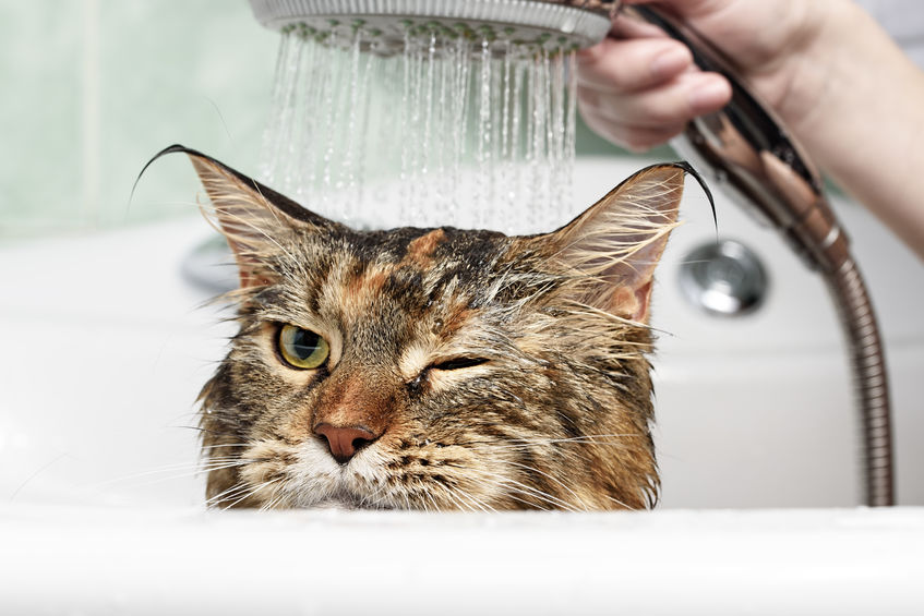 You need to bathe your cat if he or she needs one. Sometimes they need help bathing and it's our job to give them the assistance they need.