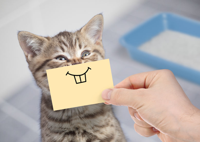 Don't freak out if your Kitten Is Losing Teeth. This is normal and should just be monitored.