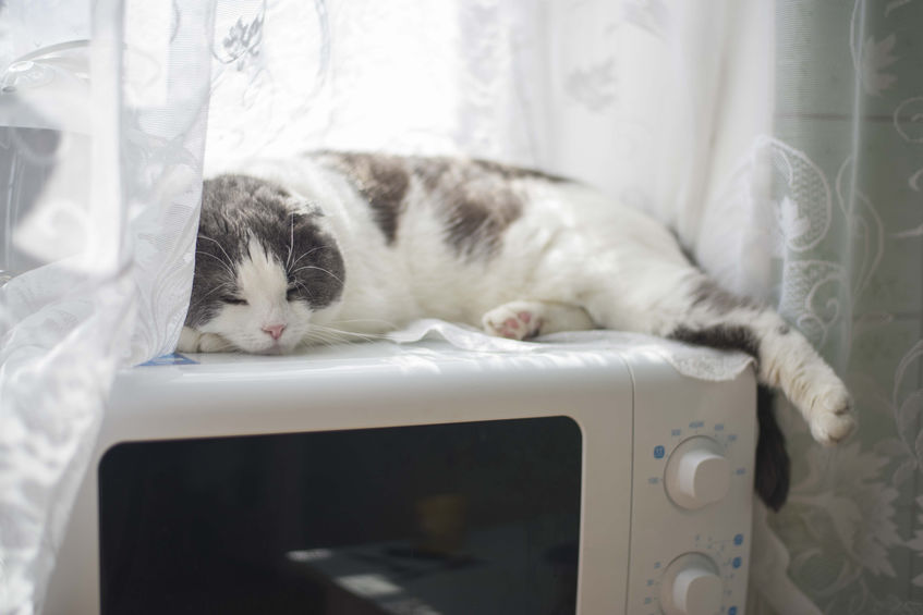 3 reasons you should never Microwave Cat Food.