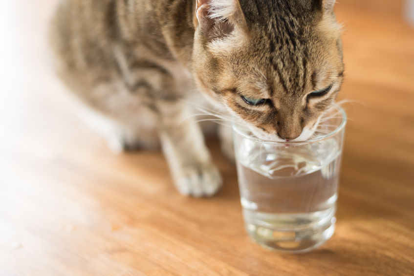 is your Cat Dehydrated because there is something wrong or are we not giving him the moisture he needs?