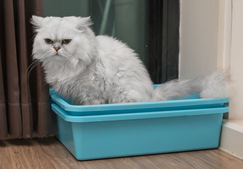 If your Cat Is Constipated you need to make some dietary changes quickly! Moisture is so important for our cats and one reason is because it helps move their bowels through successfully.