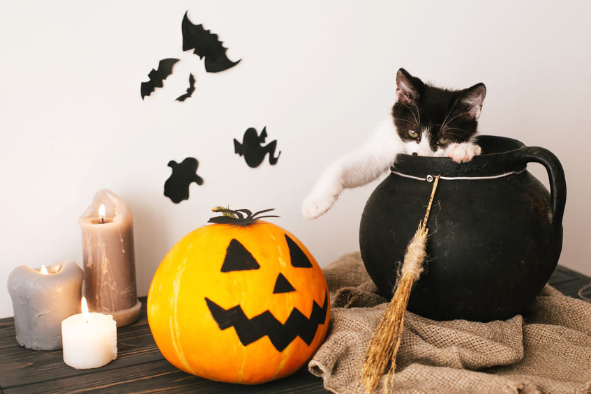 Halloween Tips And Tricks for keeping your cats safe for the holiday. Be sure not to burn candles unless they're safe and out of reach. Cats can burn their tails and the fumes are toxic.