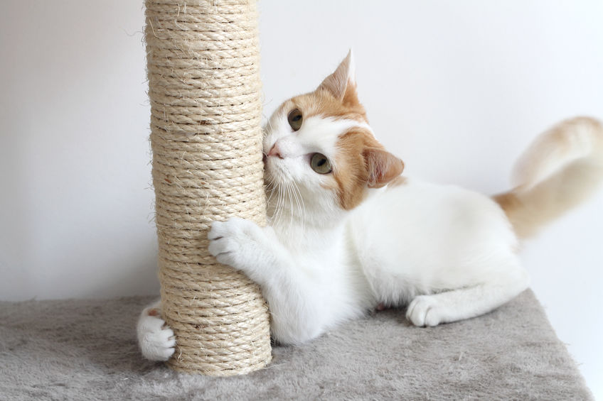If you want to get your Cat Using A Scratching Post instead of furniture, you have to entice them. Here are some tips.