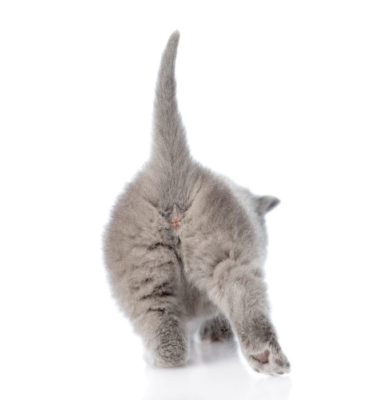 Why Cats Stick Their Butts In Your Face - Two Crazy Cat Ladies