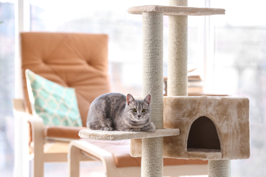 The easiest way Clean A Cat Tree is with a wire brush. The same brush you use to groom your cat can couple as a cleaning solution to remove all that cat fur!