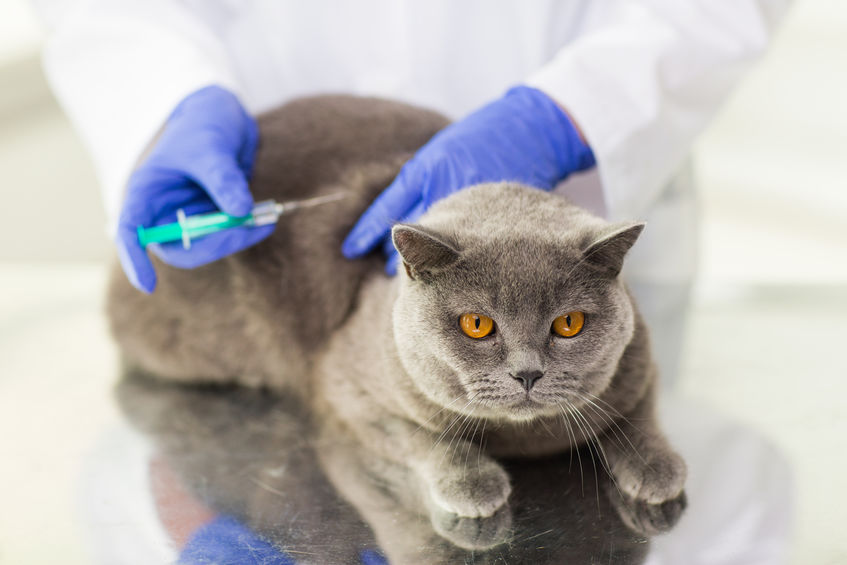 The Rabies Vaccine Detox called lyssin can help your cat who may be suffering from adverse reactions to this vaccine. We recommend this for all cats that have been vaccinated more than once.