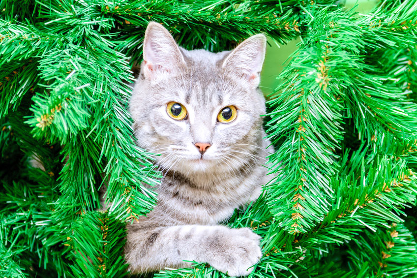 It's important that you Keep Your Cat From Climbing The Christmas Tree because it can be dangerous. Here are some tips that have worked for us.