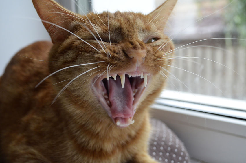 Does your cat really need a dental checkup? We say yes... every year.