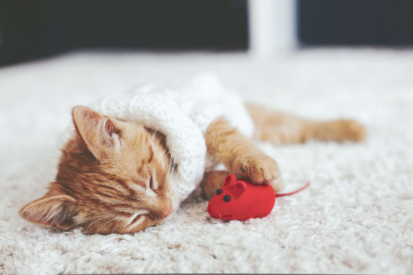 The Skinny on Cats and Cat Toys