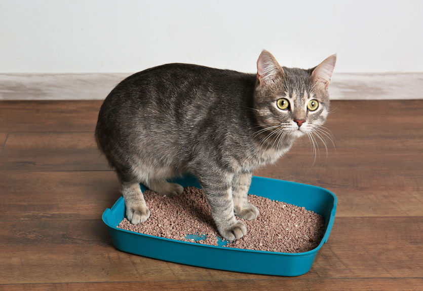 How to get your cat using the litter box again when they've started going outside the box for behavioral reasons.