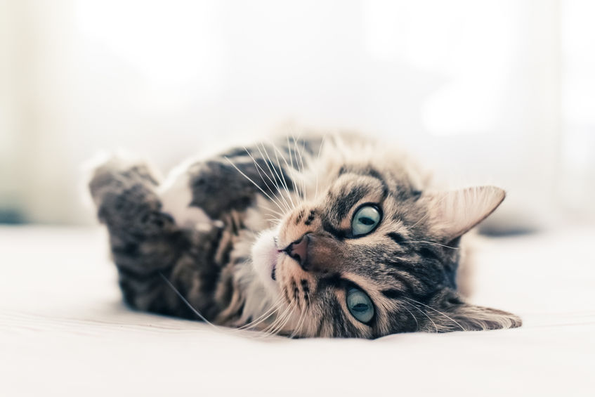 Asthma In Cats is often misdiagnosed as hairballs, so it's important that we know the signs and treat them accordingly
