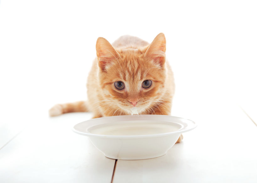 Can I Give My Cat Milk? Not all milk is created equal so it's important you know what is good for cats and what isn't.