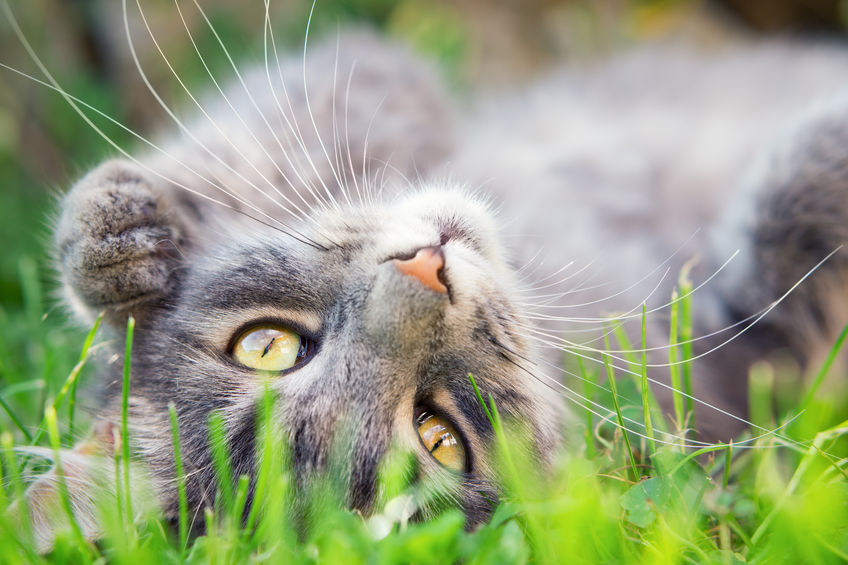 It's important to be proactive if you let your Cat Go Outside, but it's a great stimulant and booster for them.
