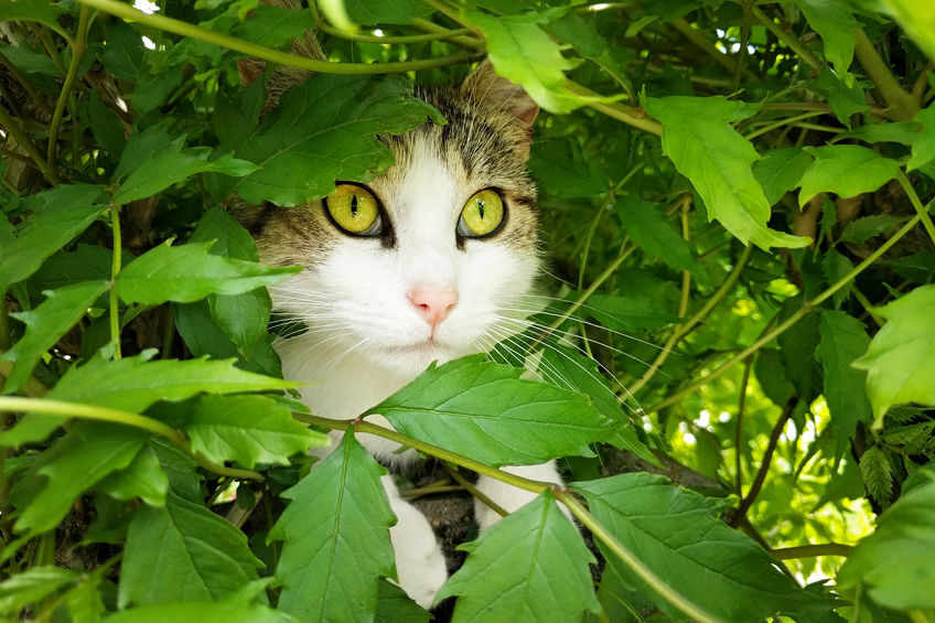 If your Cat Goes Missing don't freak out. Take action. Here are some tips for what to do if your cat runs away.