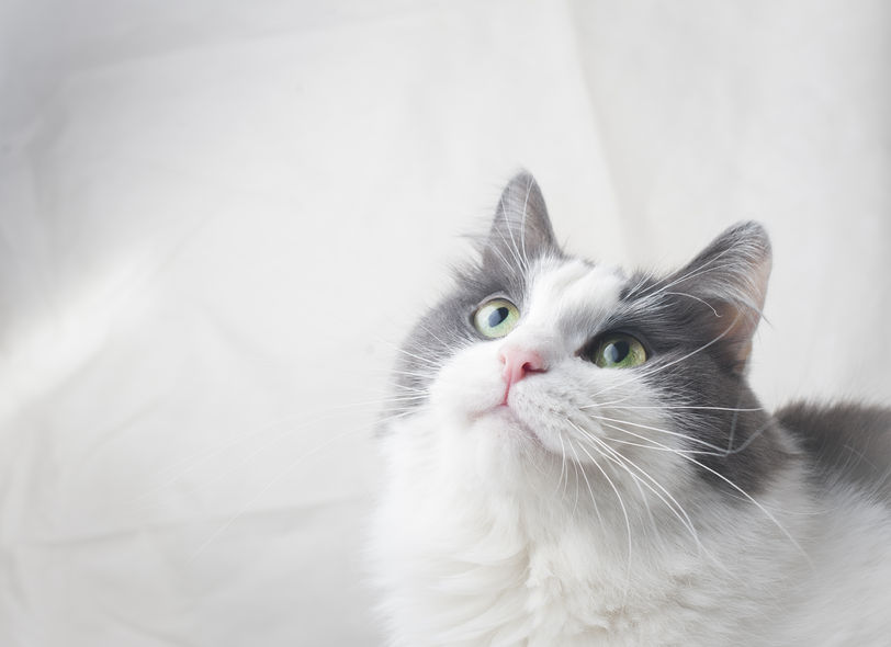 Here's how to get rid of a Cat Urine Smell in the house