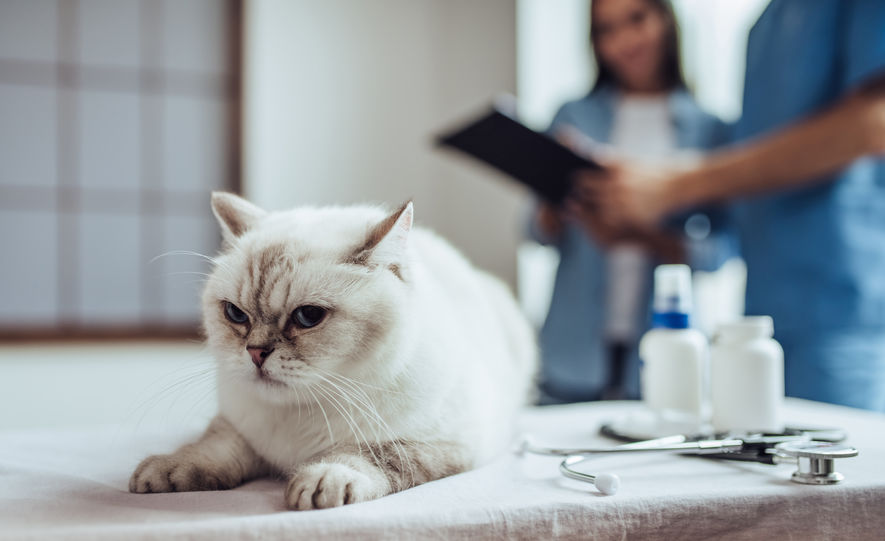 When it comes to our Cats And Antibiotics they are prescribed, we should move forward with caution.