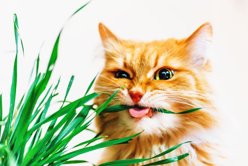 If your Cats Eating Grass its okay. I mean, as long as you don't use pest control or fertilizer on your lawn.