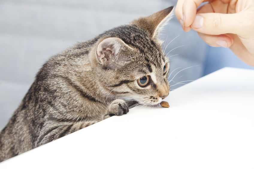 If you are getting dental treats for cats, always read the ingredients first. Most of the commercial dental treats are actually causing more harm than good when it comes to our cats.