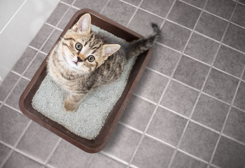 If you're new to parenting cats, you should know the basic rules of the litter box.