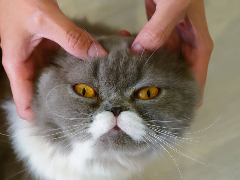 You can massage your cat to improve blood flow, reduce stress, alleviate pain and relax their muscles.