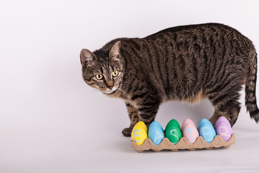 Can Cats Eat Eggs? The answer is yes. Eggs are super healthy for all mammals and this includes cats.