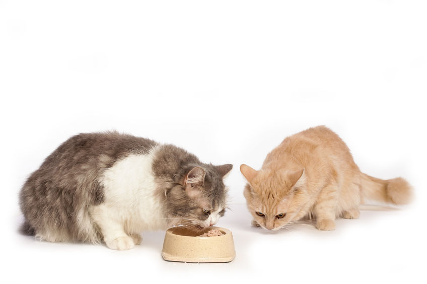 Here are some Feeding Techniques for cats that can help your feline be less stressed and eat slower as well as lose weight easier