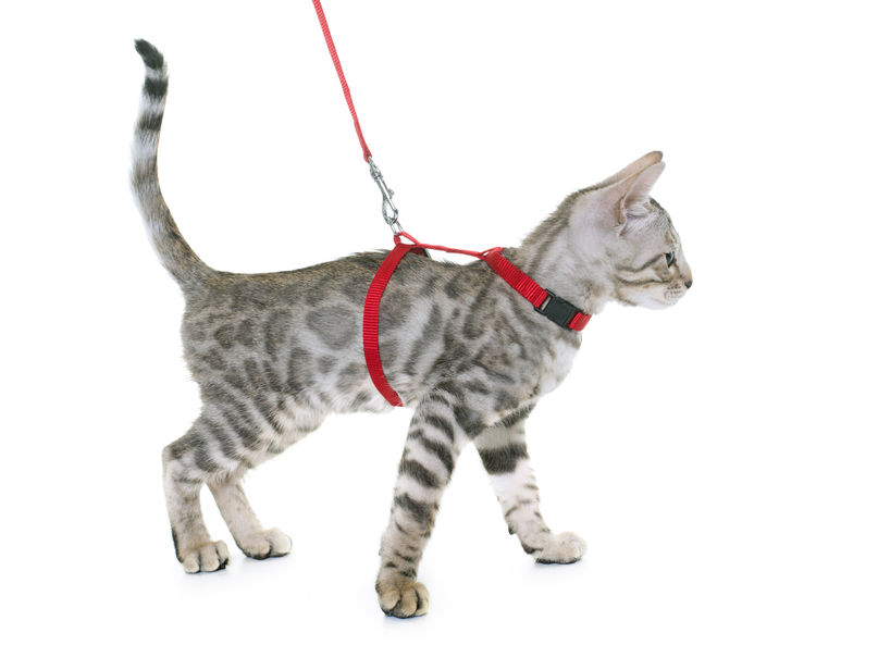 It's important that you pick the right Harness For Your Cat when you are leash training them. You want to be sure that it's secure and that they, too, feel secure in it.