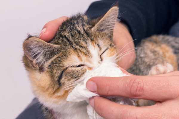 How to Clean Your Cat's Runny Eyes