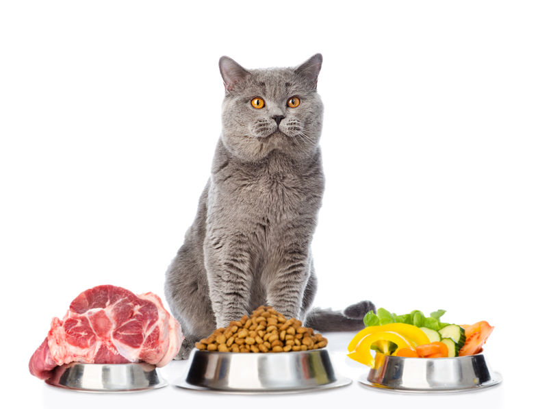 Adding some Fresh Food To Your Cat's Bowl is much more simple than you think.