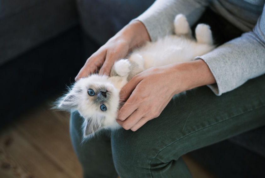 What To Know About Spaying Your Kitten - Two Crazy Cat Ladies