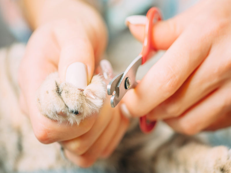 If you're looking for an easy way to Trim Kitten's Nails, this is the article for you. Here's an easy trick on how to get them to be still while trimming a kitten's nails