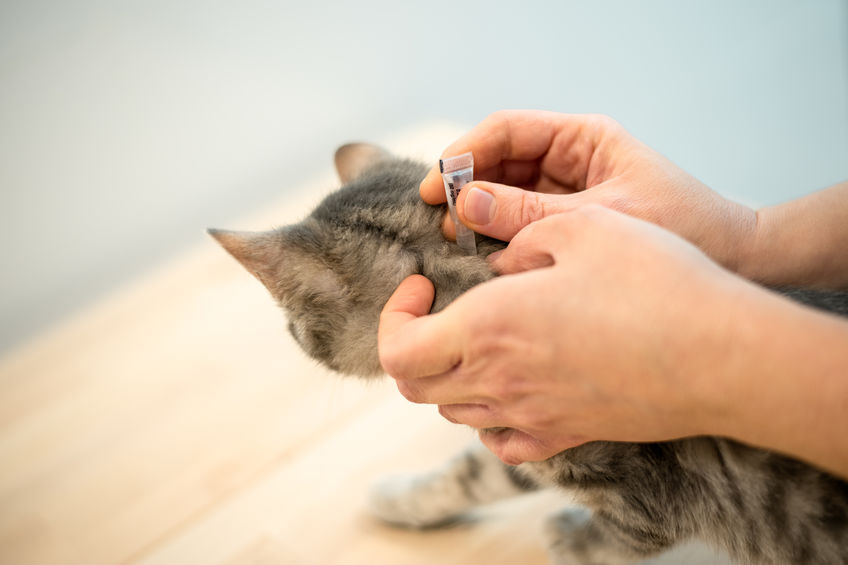 Do you need to Detoxify Your Cat From Flea Medications? Here's what to use
