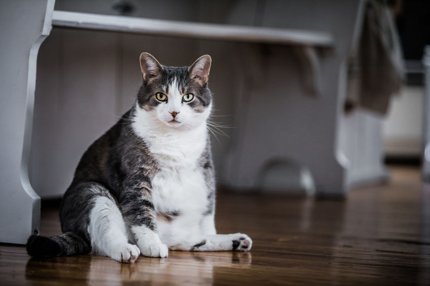 Here are ways in which we can help the epidemic of Obese Cats