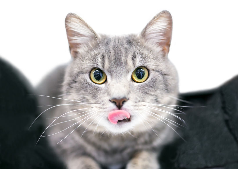 Why are cats sticking their tongue out after grooming? Here are the reasons cats do this.