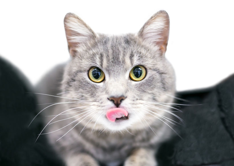 Cats Sticking Their Tongue Out