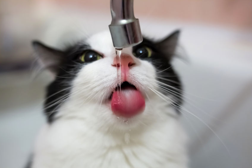 If you're looking for The Best Water For Your Cat, you've come to the right place. The quality of water you give your cat matters for their overall health.