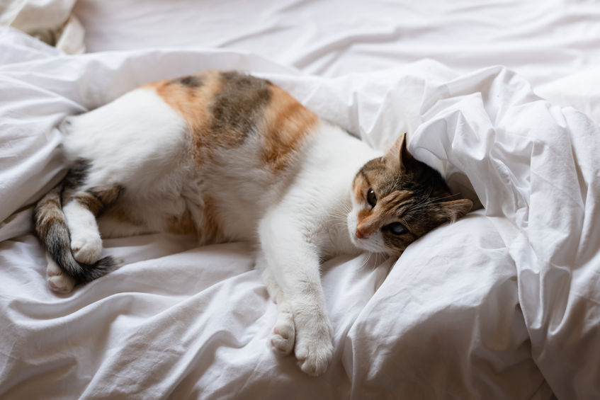 Do You Have A Cat With Feline Hyperesthesia? There are many ways you can help your kitty have a great quality of life.