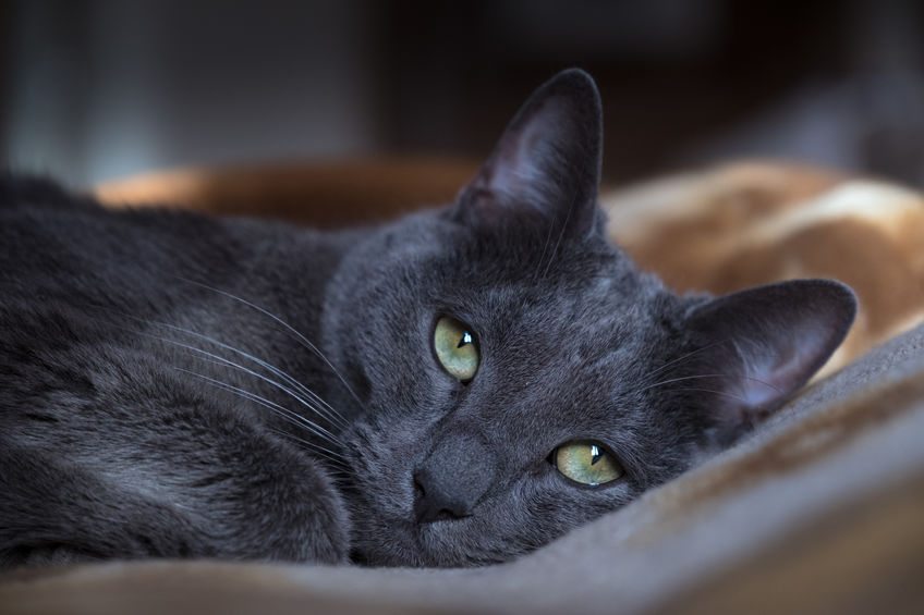 5 Tips For Cats With Yeast
