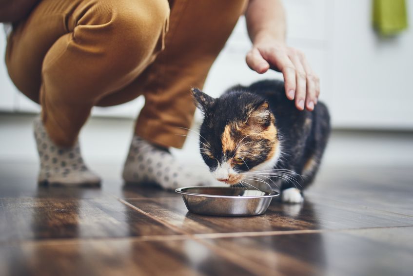 Use your good ole common sense when it comes to Choosing Cat Food that's best for your kitty.