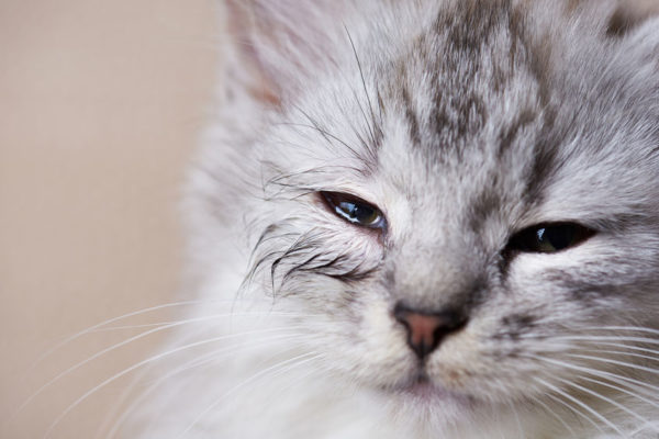 A new natural way to treat Skin Problems In Cats