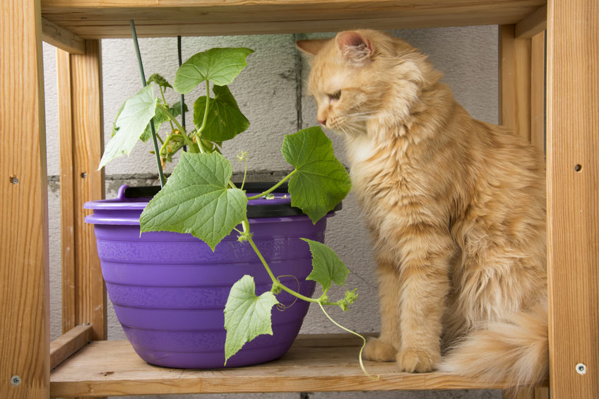 Not all Veggies Bad For Cats. In fact, a small amount of low carb vegetables can actually help your kitty be stronger and healthier.