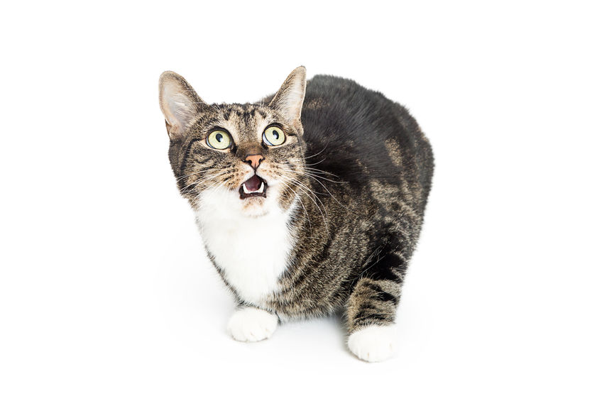 Is your Cat Scared Of Certain Noises? Here is a way to help your kitty no longer associate sounds with negativity.