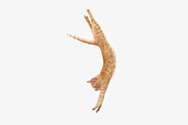 It's a common myth that Cats Always Land On Their Feet when they fall, but this isn't true.